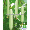 HS-Biyu NO.6 F1 Hybrid White Small Cucumber seeds